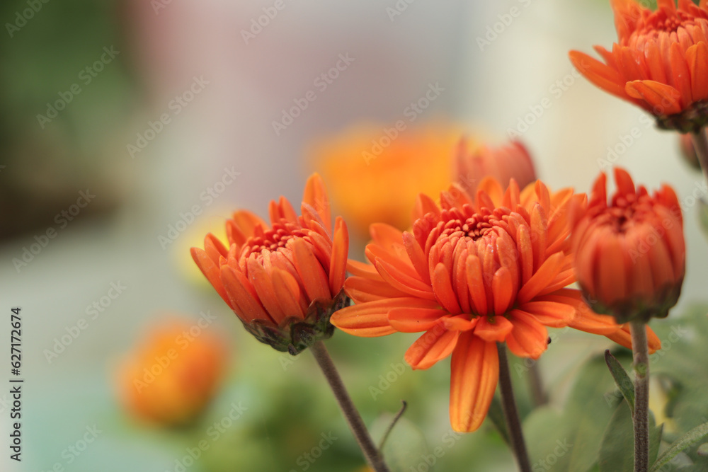 Selective focus on orange chrysanthemum flower Selective focus on orange chrysanthemum flower