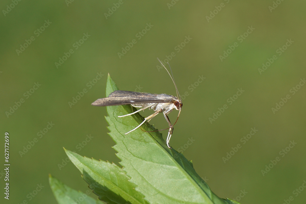 Closeup dark form of the Box tree moth (Cydalima perspectalis), family grass moths (Crambidae). On a leaf of a Forsythia. Summer, Dutch garden. Closeup dark form of the Box tree moth (Cydalima perspectalis), family grass moths (Crambidae). On a leaf of a Forsythia. Summer, Dutch garden.