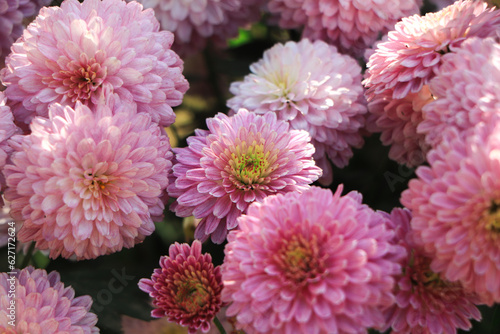 pink winter chrysanthemum flowers with space for text. garden chrysanthemum