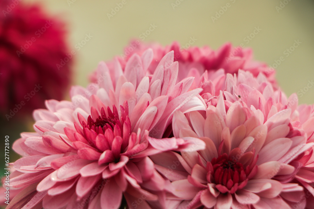 Chrysanthemum flowers close up. Pink Chrysanthemums. Floral background of autumn purple chrysanthemums.