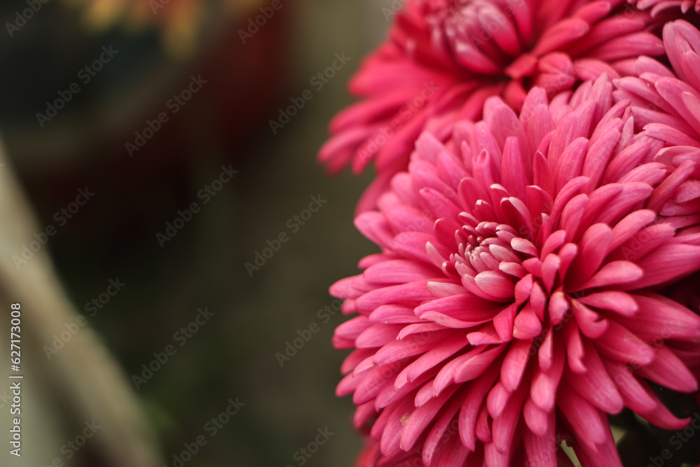 Colorful pink autumnal chrysanthemum background Colorful pink autumnal chrysanthemum background