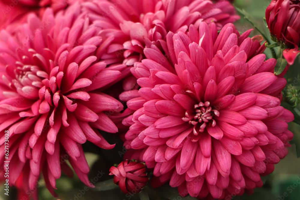 Colorful pink autumnal chrysanthemum background