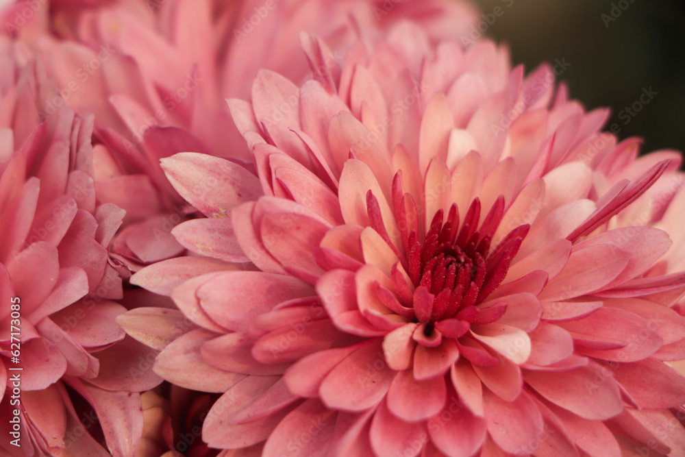 Closeup of pink chrysanthemum flower