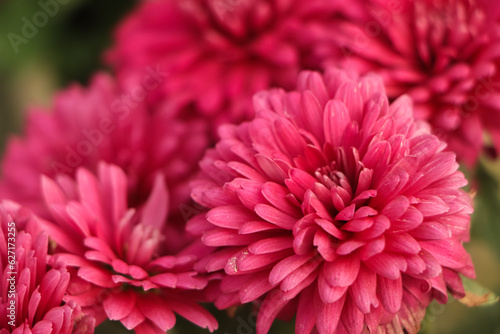 Obraz na płótnie A close up photo of a bunch of dark pink chrysanthemum flowers with yellow centers and white tips on their petals