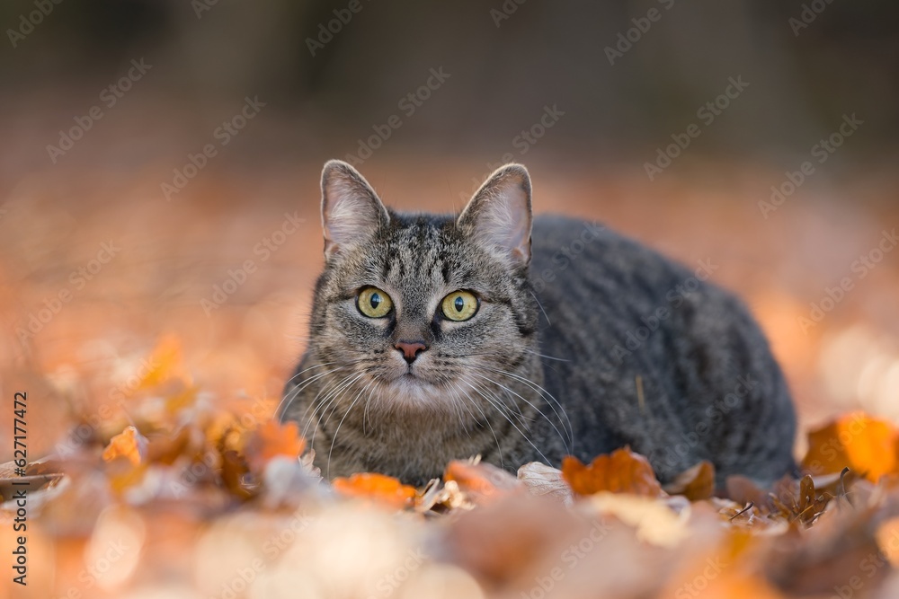 A beautiful tabby cat lying on the autumn leaves. 