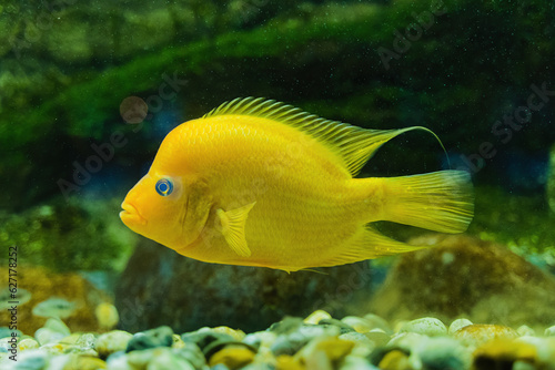 Beautiful fish, the underwater world of the sea in a small aquarium.