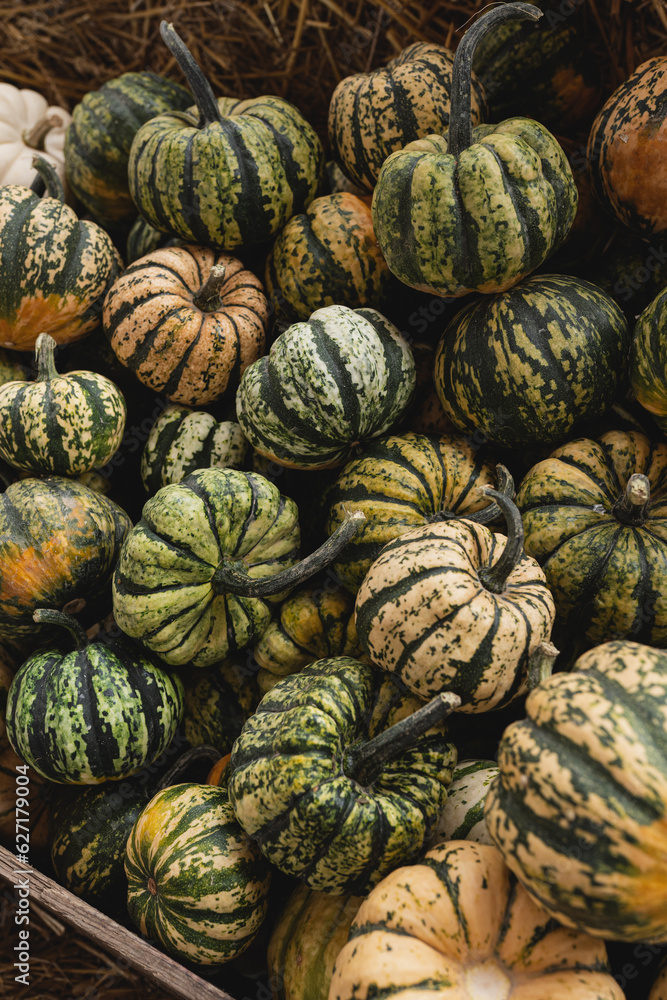 Pile of many harvested striped pumpkins at farmers market. Autumn fall seasonal background Pile of many harvested striped pumpkins at farmers market. Autumn fall seasonal background