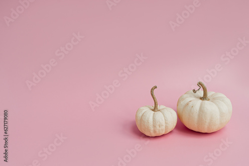 Small decorative pumpkins on pastel pink background. Autumn, fall, thanksgiving or halloween concept. Copy space