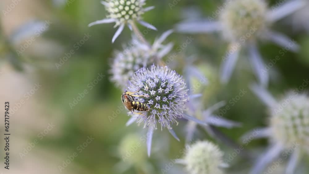 Beautiful blue Eryngium flower plants, who are also known as sea holly. A feast for wild bees and insects. Beautiful blue Eryngium flower plants, who are also known as sea holly. A feast for wild bees and insects.