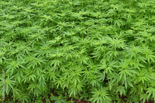 green leaf of marijuana 