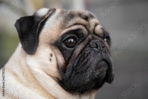 close-up portrait of a pug dog's face on the street © Tsyb Oleh