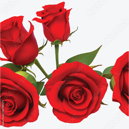 Side view of red color roses isolated on white background