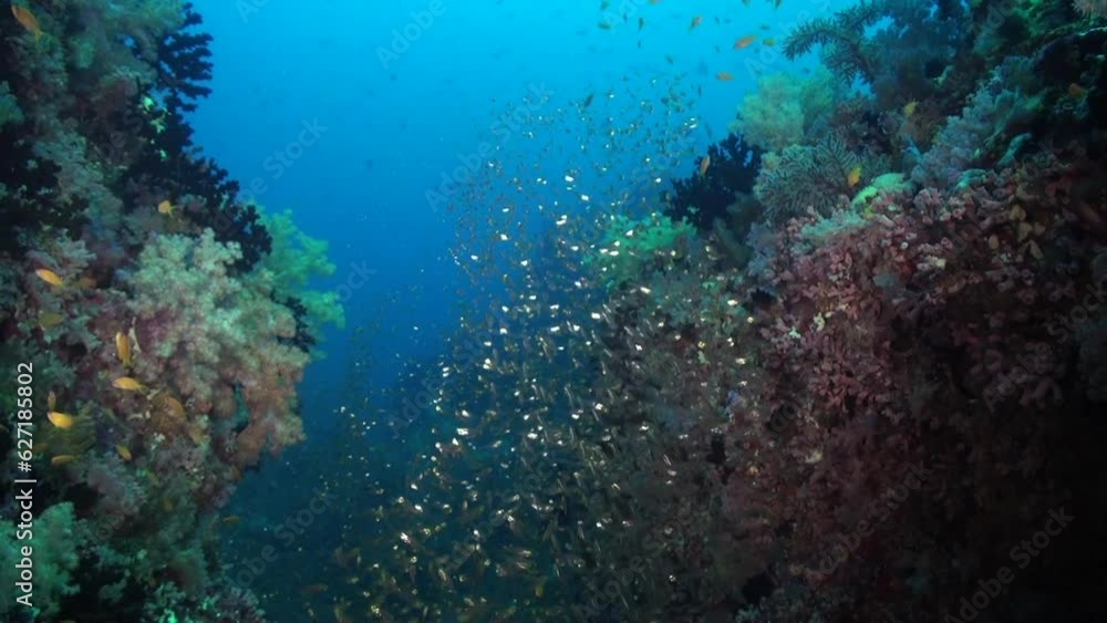 In underwater realm, school of glass fish glides through currents of Maldives. In underwater realm, school of shiny glass fish glides through currents, showcasing remarkable unity of fish. In underwater realm, school of glass fish glides through currents of Maldives. In underwater realm, school of shiny glass fish glides through currents, showcasing remarkable unity of fish.