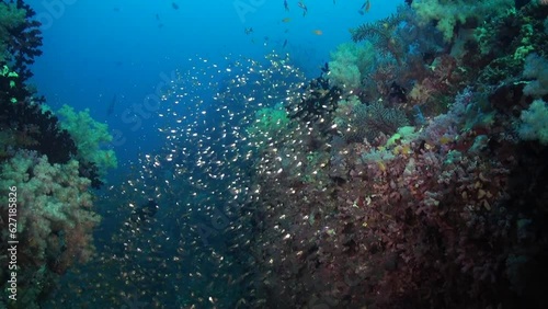 Wallpaper Mural School of shiny glass fish swims in Maldivian waters. School of shiny glass fish gracefully navigates Maldivian waters, embodying grace and elegance of schooling fish species. Torontodigital.ca