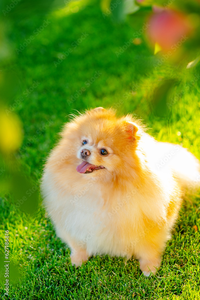 A small fluffy dog of the breed Pomeranian of red color lying on the lawn of the house near the apple tree in summer A small fluffy dog of the breed Pomeranian of red color lying on the lawn of the house near the apple tree in summer