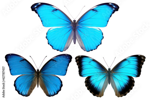 butterflies © SaraY Studio 