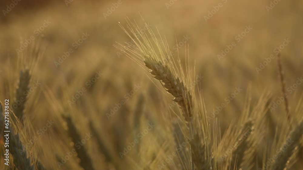golden rye field with ripe wheat ready to harverst. Agriculture beauty golden rye field with ripe wheat ready to harverst. Agriculture beauty