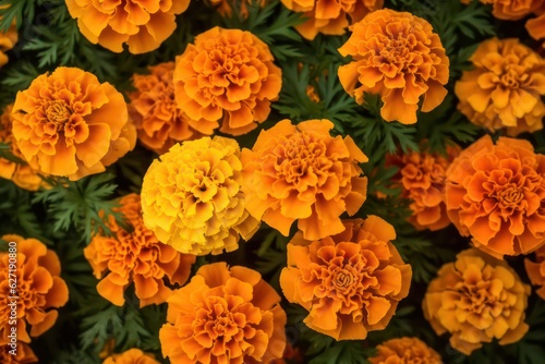orange tagetes petula background
