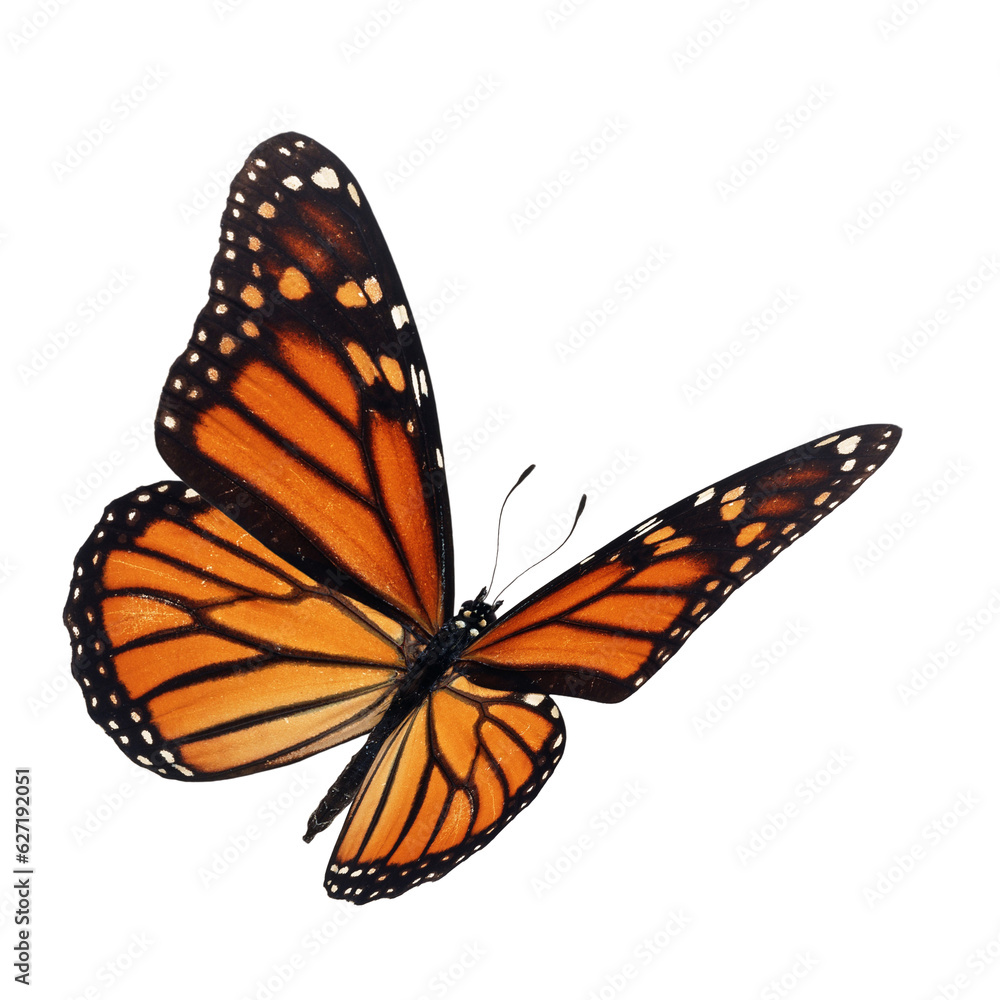 Fototapeta premium monarch butterfly