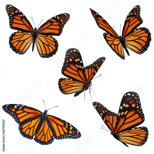 Beautiful five monarch butterfly