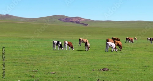 Hulunbuir Grassland, is a world famous natural pasture, is one of the world's four grasslands, known as the world's best grassland.