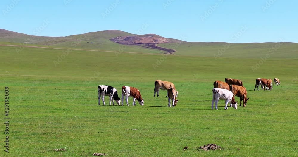 Hulunbuir Grassland, is a world famous natural pasture, is one of the world's four grasslands, known as the world's best grassland. Hulunbuir Grassland, is a world famous natural pasture, is one of the world's four grasslands, known as the world's best grassland.