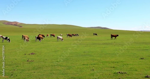 Hulunbuir Grassland, is a world famous natural pasture, is one of the world's four grasslands, known as the world's best grassland.