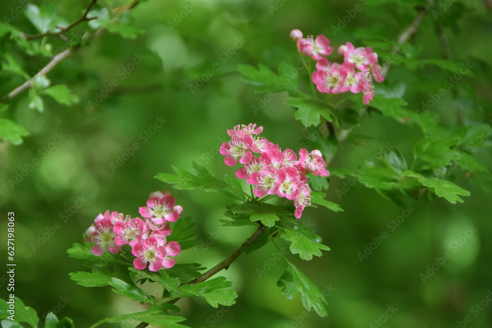 Fototapeta premium beautiful pink flowers in the forest