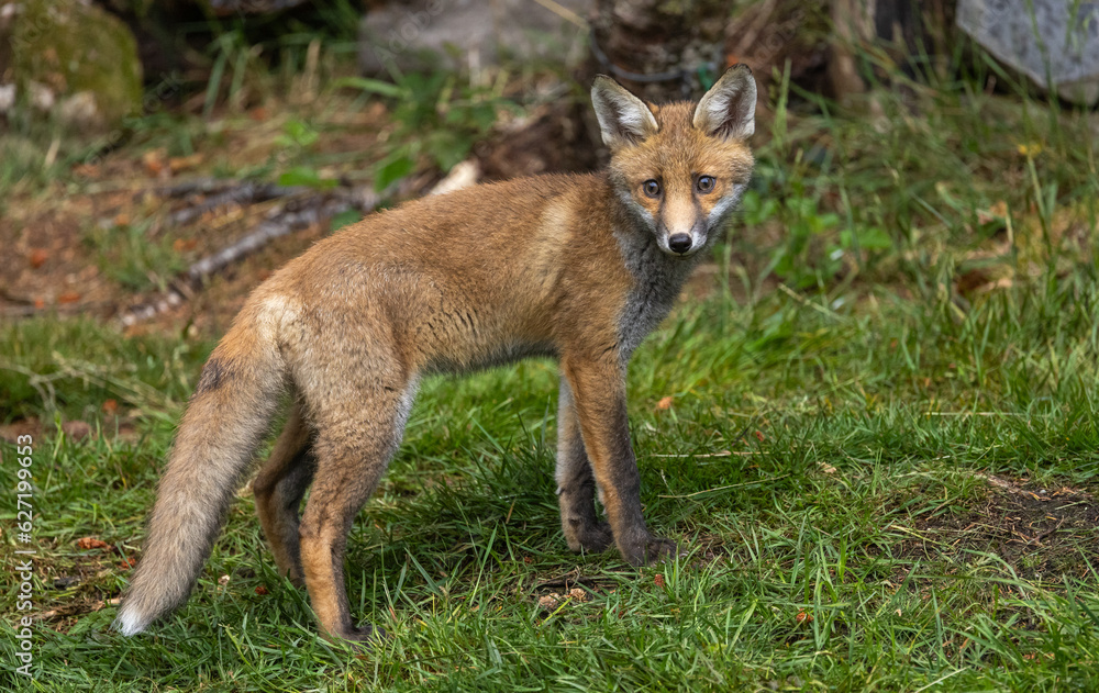 Red fox cub