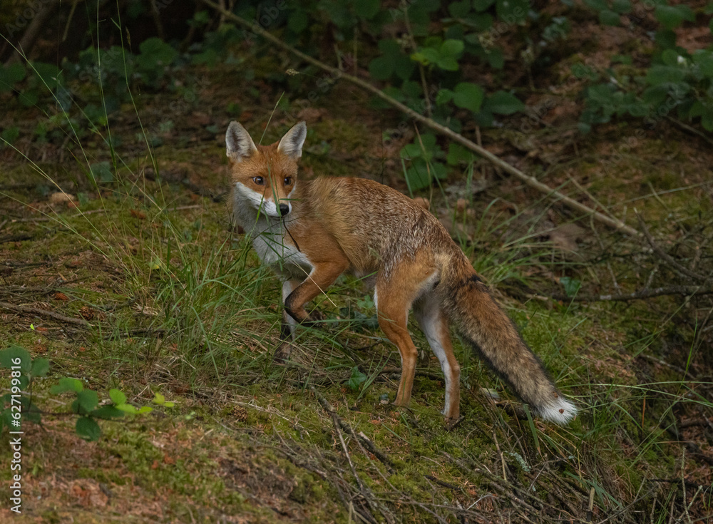 Red fox, vixen Red fox, vixen