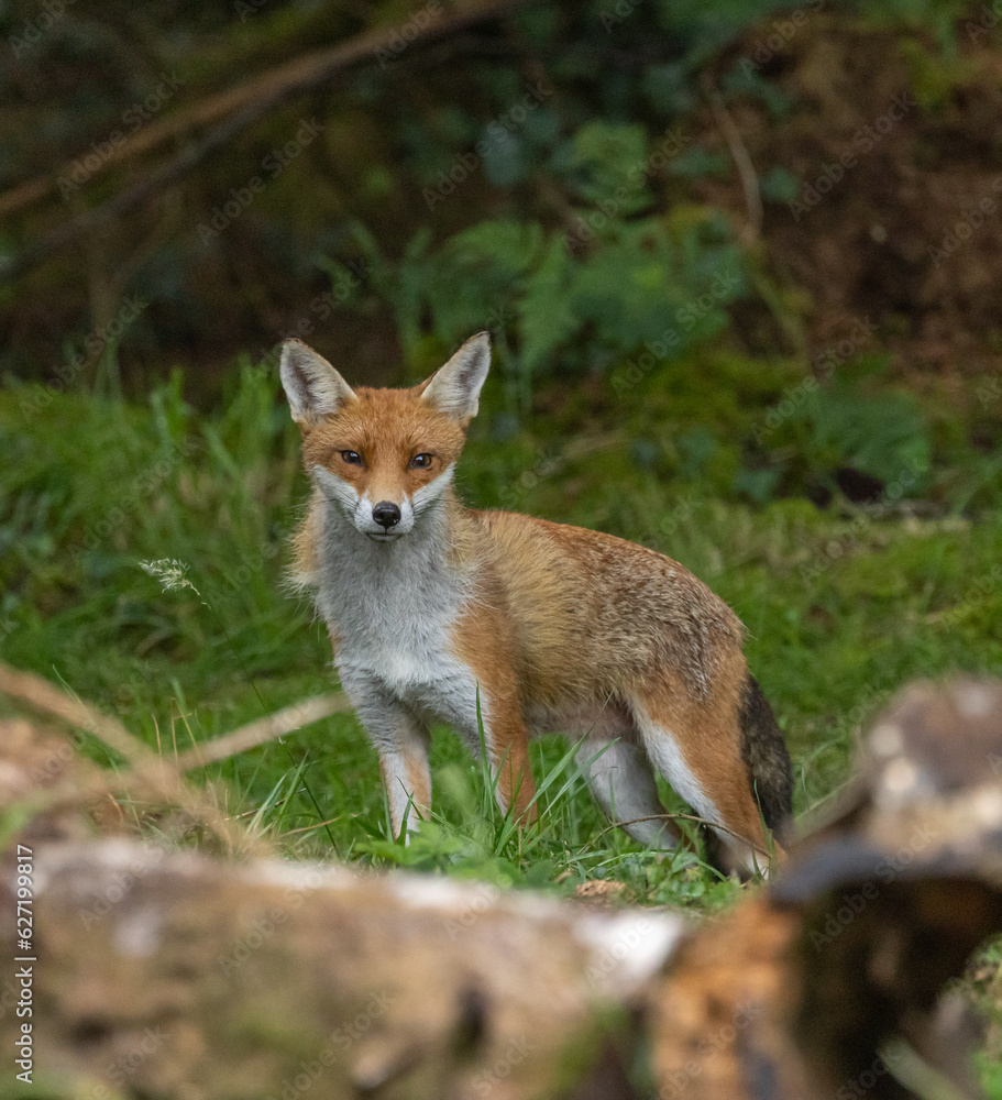 Red fox, vixen Red fox, vixen