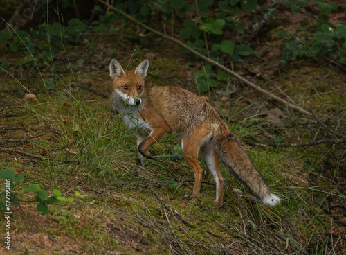 Red fox, vixen © David