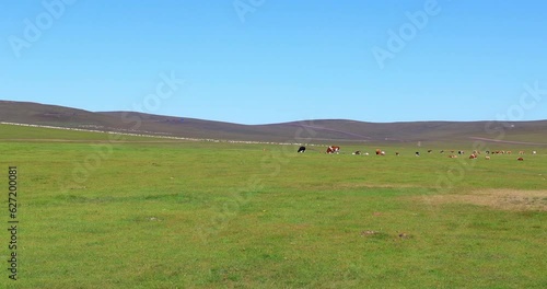 Hulunbuir Grassland, is a world famous natural pasture, is one of the world's four grasslands, known as the world's best grassland.