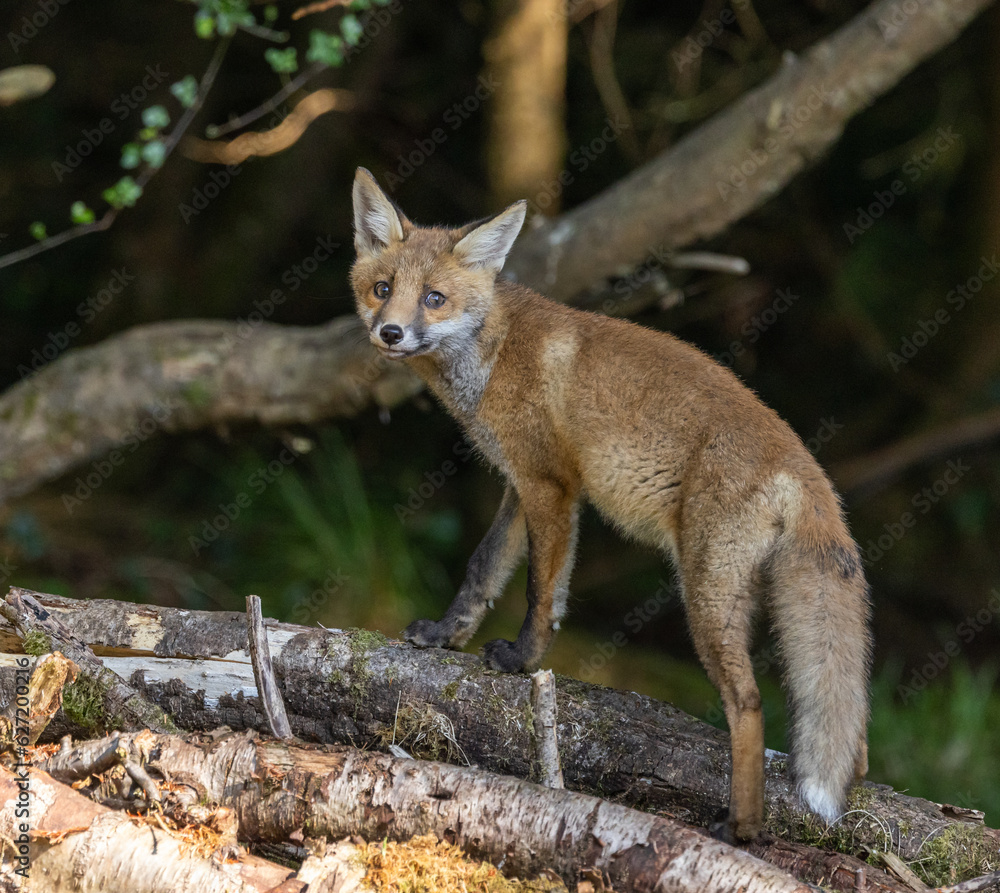 Naklejka premium Red fox cub