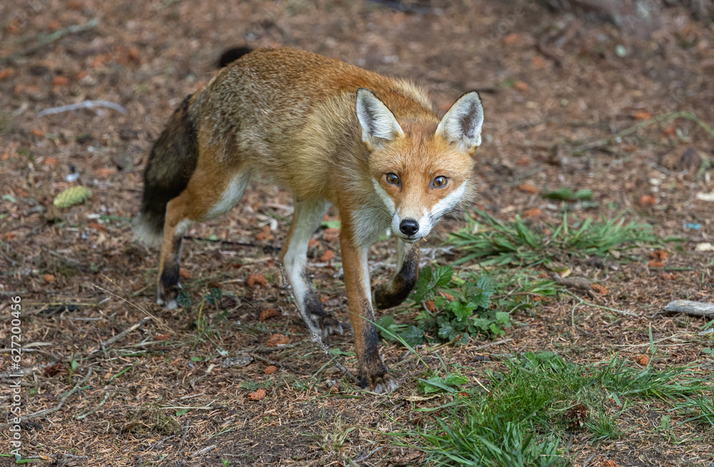 Red fox - vixen Red fox - vixen