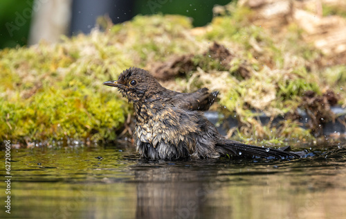 Blackbird, female bathing