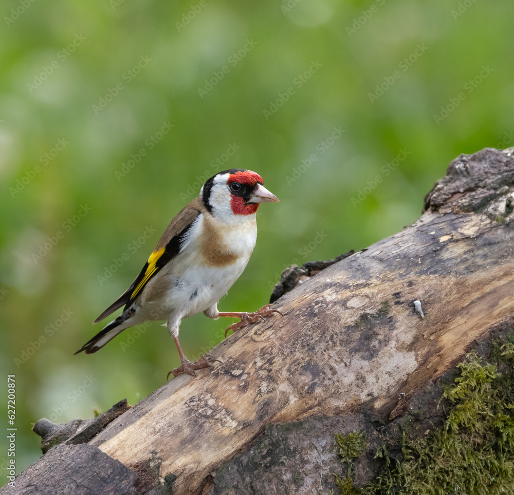 Goldfinch Goldfinch
