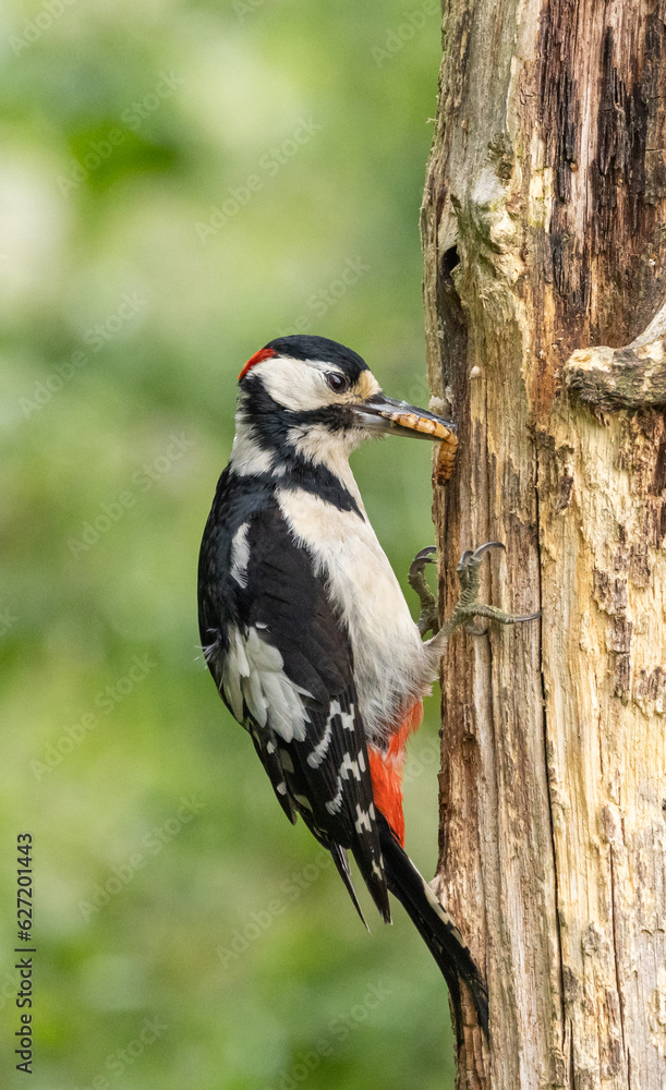 Great spotted woodpecker (male) Great spotted woodpecker (male)