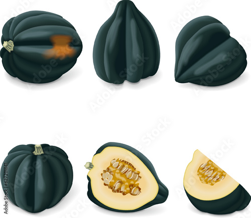 Set of Acorn squash or Honey bear squash. Des Moines squash. Tuffy squash. Winter squash. Cucurbita pepo. Fruits and vegetables. Isolated vector illustration.