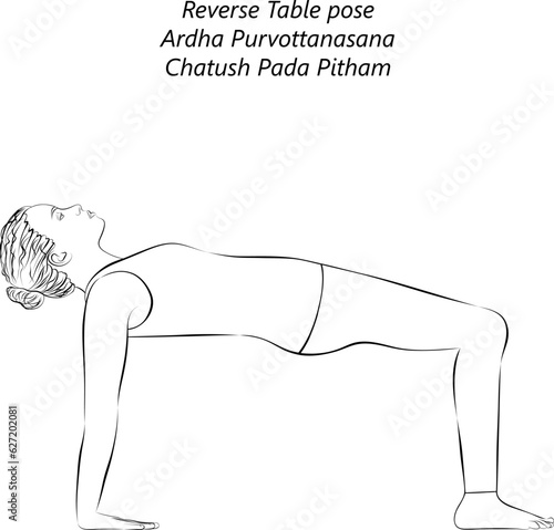 Sketch of young woman practicing yoga, doing Reverse Table pose or Crab pose. Ardha Purvottanasana. Arm Leg Support and Backbend. Beginner. Isolated vector illustration.