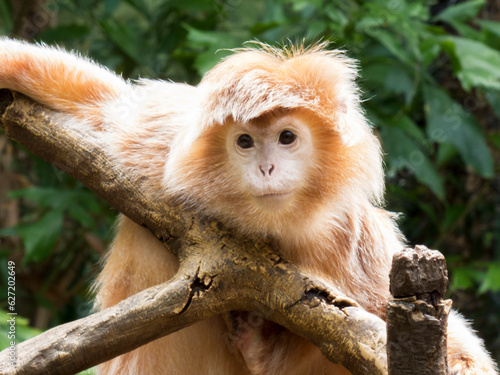 Canvas Print Zoo East Javan langur monkey closeup portrait