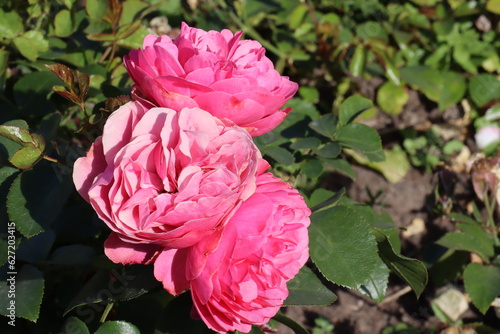 Beautiful, natural, pink roses on a green bush in the garden in summer on a clear day