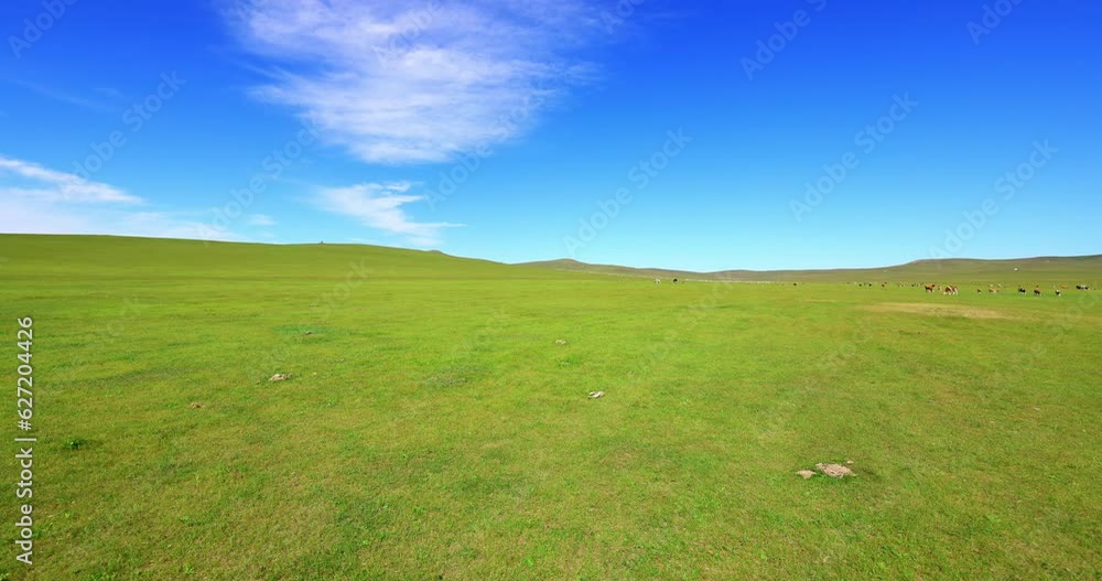 Hulunbuir Grassland, is a world famous natural pasture, is one of the world's four grasslands, known as the world's best grassland. Hulunbuir Grassland, is a world famous natural pasture, is one of the world's four grasslands, known as the world's best grassland.