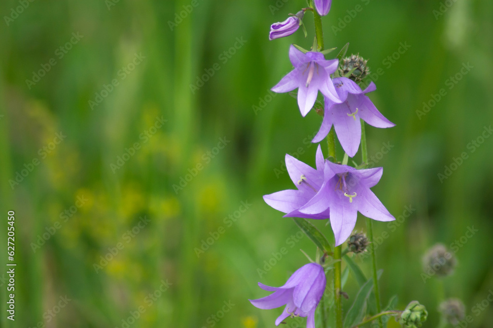 Wild flowers in the field. Beautiful flowers in the forest Wild flowers in the field. Beautiful flowers in the forest