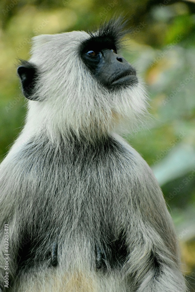 Obraz premium Animal casual look