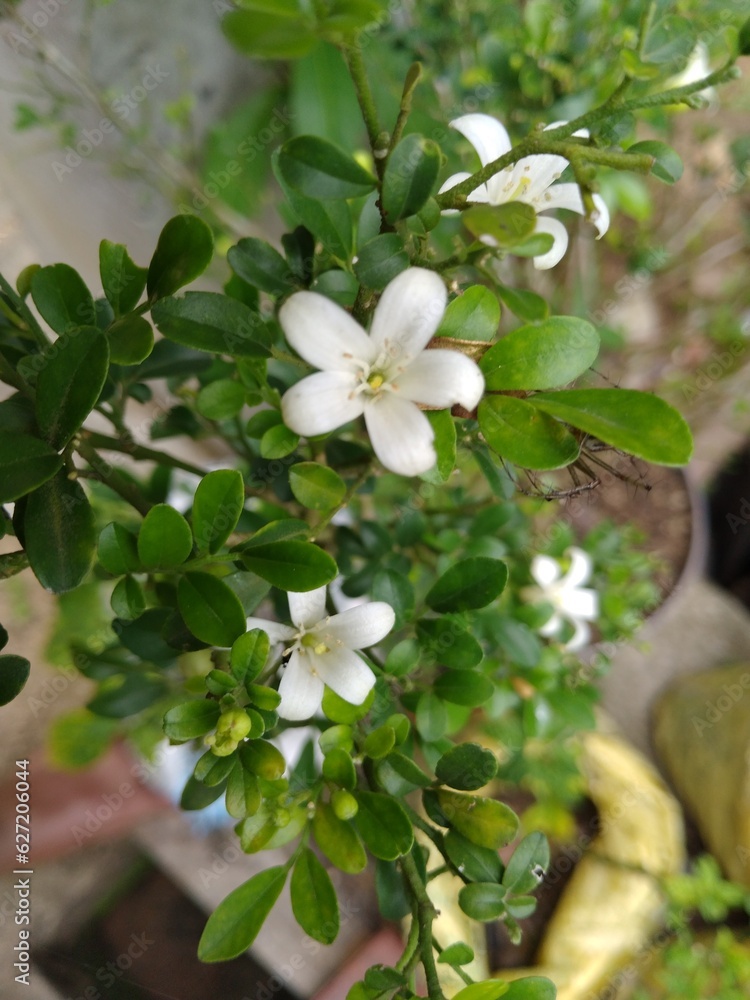 Obraz premium flowers