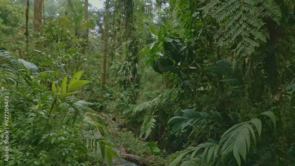 Vertical video - River inside the rainforest, Baru Volcano National Park, Chiriqui, Panama - stock video Vertical video - River inside the rainforest, Baru Volcano National Park, Chiriqui, Panama - stock video