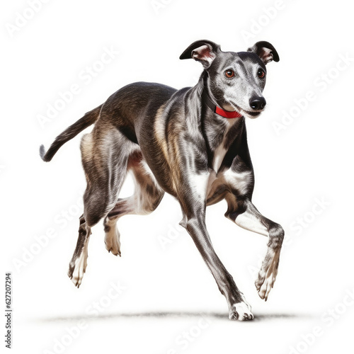A Greyhound  Canis lupus familiaris  as a sprinter  crossing a tiny finish line.