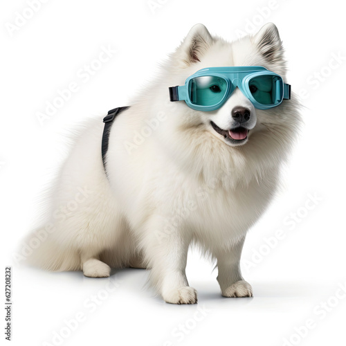 A Samoyed (Canis lupus familiaris) wearing a snorkeling mask and flippers.