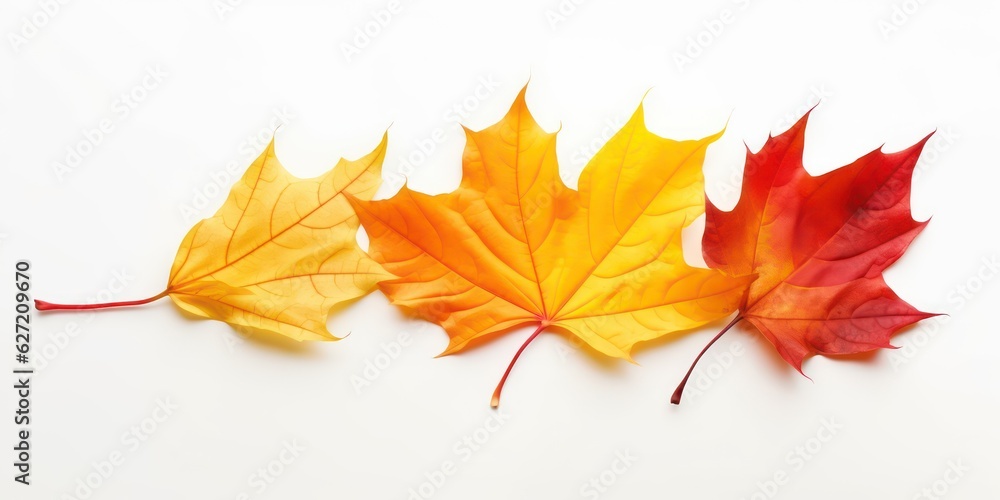 Fototapeta premium Beautiful, bright colorful natural autumn dry curved maple leaf in yellow, orange, red tones on white background with light shadow, side view